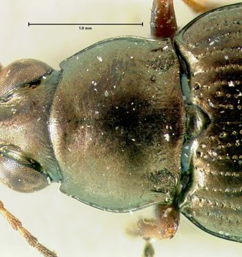 Media type: image;   Entomology 34747 Aspect: pronotum dorsal